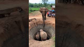 Heroic Rescue Entire Elephant Family Saved from Deep Well ElephantsRescueanimalrescue [upl. by Nnaitak958]