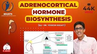 Adrenocortical Hormone Biosynthesis [upl. by Ardle181]