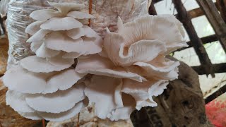 Oyster mushrooms harvesting season  harvesting part 1  Village mom harvesting [upl. by Pedroza747]