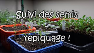 Suivi des SEMIS intérieur  REPIQUAGE [upl. by Ahsilyt]