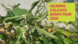 From Seed to Dolichos beans easy way to grow Dolichos on terrace garden [upl. by Janella]