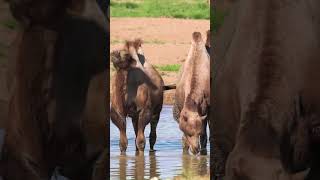 How Camels Survive Without Water in Desert [upl. by Wiltz434]