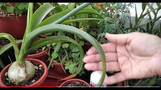 Albuca bracteatasu floración trasplante y cuidados [upl. by Dirk]