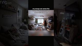 SERVICE DOG SAVES OWNER FROM PASSING OUT WHILE CLEANING HOUSE servicedog dog shorts youtube [upl. by Leuqer]