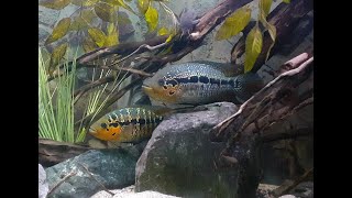 Parachromis sp la Ceiba [upl. by Skinner]