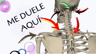 👉¿DÓNDE duele por problemas de la CERVICAL ↭↭↭↭꧁꧂ [upl. by Amihc198]