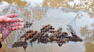 How to make the BEST yabby trap or crawfish trap [upl. by Yeleak]