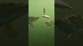 That old pike is getting its meal stolen pike fishing underwaterworld [upl. by Marchall]