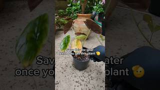 Repotting Alocasia Cuprea quotRed Secretquot PART 2 🌱🍁 plantlover indoorplant pretty nature [upl. by Mchenry]