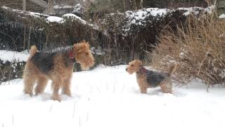 Airedale Terrier Lenny amp Welsh Terrier Martin 11 [upl. by Sair]