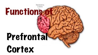 Medical Video Lecture PHYSIOLOGY Functions of Prefrontal Cortex [upl. by Armin339]