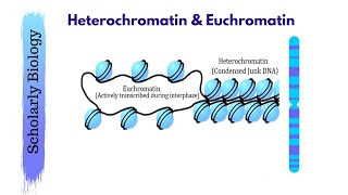 Heterochromatin amp Euchromatin  Molecular Basis of Inheritance  Biology Class 12NEET [upl. by Hsihsa]