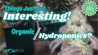 How to GROW WEED on AUTOPILOT  AirCube grow system  Episode 1 [upl. by Rice]