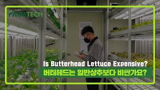 Is Butterhead Lettuce Expensive 버터헤드 상추는 일반상추에 비해 비싼가요  HIPPO Farmtech [upl. by Wiebmer]