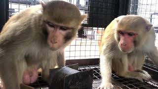 Monkey sterilization Part 1 Monkey Tranquilizing [upl. by Adnerb935]