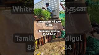 First quality plant tamilplants nurserynurserygarden [upl. by Syman]