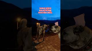 PİTON AZAP AZATA BENZEMEZ Kangal youtubeshorts dog [upl. by Llenet]