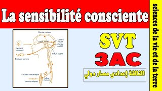 Le système nerveux la sensibilité consciente cours SVT 3AC [upl. by Irap]