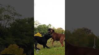 Big Dogs Contagious Energy in Action shorts boerboelbreeders boerboelpuppies boerboel [upl. by Algernon83]