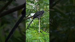 Bluefaced Malhoka  Bird photography Bird sounds  Nature [upl. by Inirt]