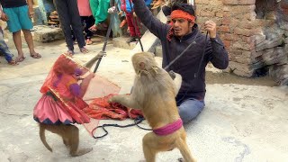 Monkey Comedy  Hindi Story  Bandar Bandariya Ka khel  Monkey 🐵 Funny video [upl. by Lars]