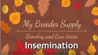 DIY Inseminate Your Dog After Collecting Semen [upl. by Enelyam]