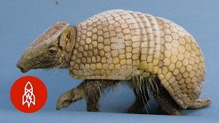 Full Body Armor Cant Protect this Armadillo from Humans [upl. by Adnama]