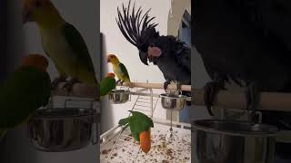 funny parrot foryou birds cute [upl. by Lyckman]