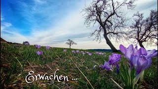 Krokusblüte in Zavelstein Brunnen gruselige Keller die Burgruine und viel Geschichte Schwarzwald [upl. by Laved262]