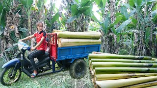 Use 3wheeled Vehicle Harvesting many banana trees to sell to villagers  Giang Thi Ca [upl. by Eiluj]