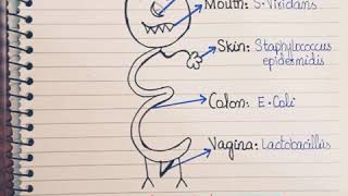 Normal microbial Floraeasy way to remember normal Flora [upl. by Elsey]