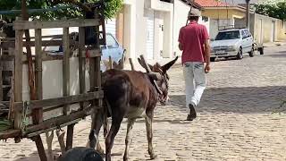 CARROÇA DE JEGUE OLIVENÇA  AL 22  04  2024  nordeste [upl. by Htebesile732]