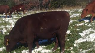 Episode 16 2018 Judy farm winter stockpile grazing discussion at Green Pastures Farm [upl. by Amak]