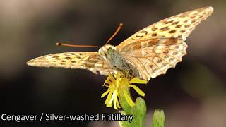 Cengaver  Silverwashed Fritillary  Argynnis paphia [upl. by Aciras]