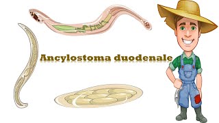 شرح Ancylostoma duodenale Hook worm [upl. by Frantz404]