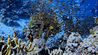 JACKFISH ALLEY  RED SEA November 2024 Mergulho JackFish Alley marvermelho4917 [upl. by Walling]