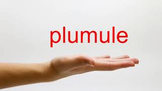 How to Pronounce plumule  American English [upl. by Publea37]