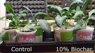 Indoor Biochar Trial Kale and Collard Results [upl. by Hailat929]