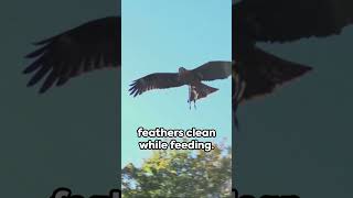 Meet North Americas Largest Bird of Prey The California Condor [upl. by Joshia]