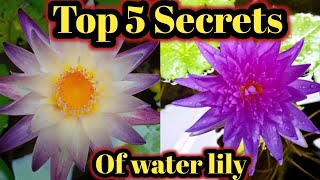 Top 5 Secrets of water lily  Water lily plant at home waterlily [upl. by Bacchus148]