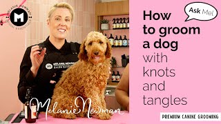 How to groom a Cavoodle with knots and tangles [upl. by Eahcim478]