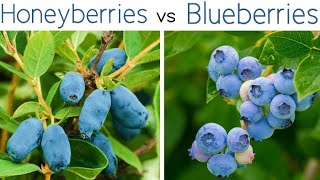 HONEYBERRIES vs BLUEBERRIES  Haskap Nutritional Profile  How To Grow  Taste [upl. by Enelyw]