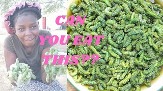 Mopane worms harvest in Namibia will shock you namibianyoutuber namibian youtuber [upl. by Veriee996]