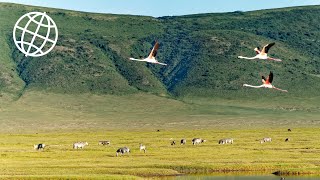 Ngorongoro Crater amp Conservation Area Tanzania Amazing Places 4K [upl. by Desirae27]