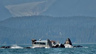 20 Humpback Whales bubble net feeding Juneau Alaska [upl. by Aipotu]