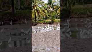 Migratory birds shortvideo short subscribe Elmer Apostol Tv [upl. by Livy]