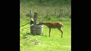 Deer drinking out of water trough [upl. by Eindys947]