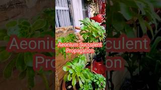 Aeonium Plant Care amp Propagation  Aeonium Succulent Care  How To Propagate Aeonium Plant  Aeonium [upl. by Celinka176]