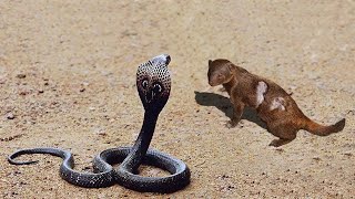 Inland Taipan vs The Mongoose Who Would Win [upl. by Adnoloy]