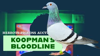 Koopmans Best Racing Pigeon For Sale In Herbots Pigeons Auction [upl. by Wendt819]